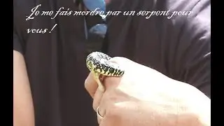 Je me fais mordre par un serpent pour vous | couleuvre verte jaune