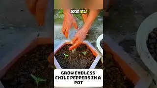 Grow Endless Chili Peppers in a Pot #growingtips #garden #viral