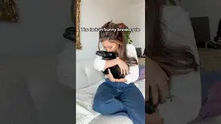 POV: Working From Home with a Clingy Bunny Boss #rabbit #relatable