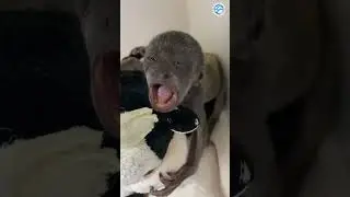 Baby Howler Monkey Does World's Biggest Yawn  #animals #monkeys #wildlife #aww