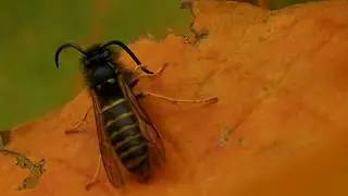 Wasp activity including mating pair set within beautiful autumn colours