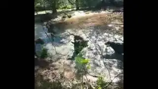 Rhodesian ridgeback Hunting hogs2