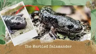 Marbled Salamander - What are the Odds of Finding This?? #amphibians #salamanders #herping