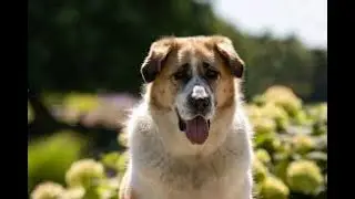 10 Rarest Dog Breeds in the World