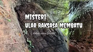 Mitos & Fakta // Ular Raksasa Membatu di Thailand,Ular bertapa?