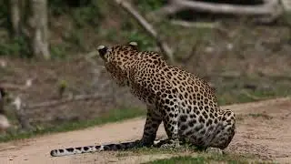 Road block in Kumana National Park 