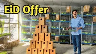 Eid & Sunday Offer 🤩 #lovebird #birdsvlog #moonaviary #