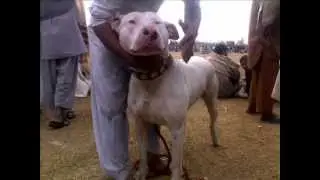 Old tyme hinks bull terrier, GULLTERR AND GULLDONGS.