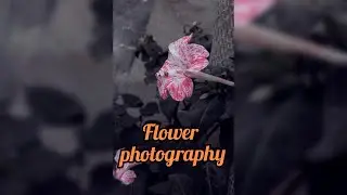 Awesome Flower🌺🌻🌹🌷 photography. #flower photography.