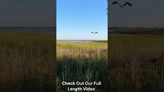Heron Flying Overhead - Amazing! #shorts, #nature, #heron