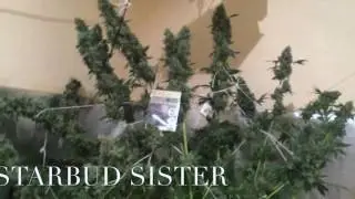 STARBUD SISTER HORTILAB HYDRO