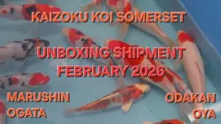 KAIZOKU KOI SOMERSET, UNBOXING February 2026 Shipment from Japan.