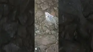 سمكة دوراد رويال بطعم بوخو #fishing #fish #صيدبالقصبة