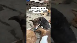 Please be kind for no reason and donate to help the fur babies- Gofundme campaign in our bio ❤️