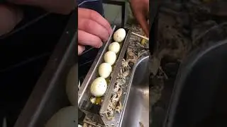 Quail Egg Peeler