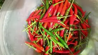 FRESH RED CHILI 🌶️ FROM OUR FARM 