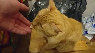 Рыжий кот Феликс 😹 кушает с рук паштет | Red Felix the cat 😹 eats with the hands of pate