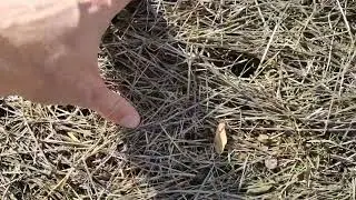 Suelo cubiertos, protección frente a la erosión, suelos vivos