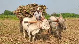 Bullock Cart Load ride by sugarcane and Bullock pulling performance