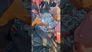 So Many Fish in Shallow Water! Beach Net Fishing #fishingnet #fishing #fish