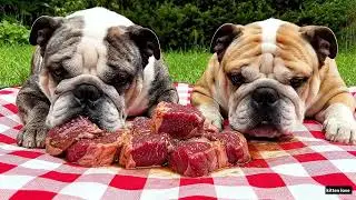 &ldquo;Golden Retriever Eating ASMR with Another Dog 🐶🐶 | Real Sounds &bull; No Talking&rdquo;
