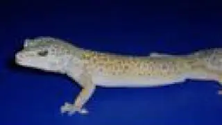 Lizey-ReptileClub