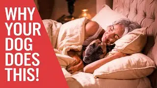 What Happens When Dogs Sleep Next To Their Owners!