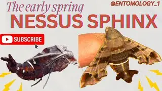 The lovely Nessus Sphinx moth, Amphion Floridensis