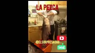 #reels #shorts #fishing #catfish #music #usa #latino @Hablandodetodounpoco634