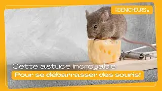 🐭  Cette astuce permet de se débarrasser des souris à l'aide de bicarbonate de soude 🐁