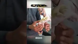 Soft Shell Albino Turtle | Discover Pakistan shorts