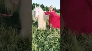 gypsy cob stallion hermits titanium ❤️ #shorts