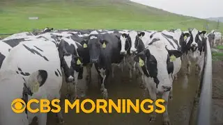 How immigration and tariffs are impacting the cost of milk