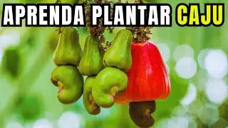Como PLANTAR CAJU EM CASA - Melhor forma de plantar Caju em Vaso