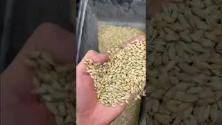 Malt milling for beer brewing. #malt #craftbeer #beer #breweryequipmentforsale