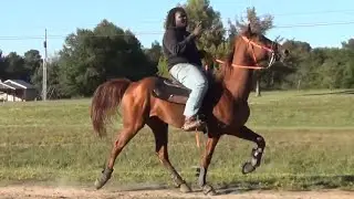 Red Walking Horse at Big Money Stables Trail Ride