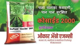 कोसाईड २०००|DuPont Kocide 2000| 𝐎𝐧𝐤𝐚𝐫 𝐀𝐠𝐫𝐨 𝐀𝐠𝐞𝐧𝐜𝐲,𝐌𝐚𝐥𝐬𝐡𝐢𝐫𝐚𝐬 | @Corteva #shorts #farming