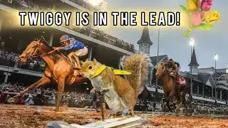 ￼ Who Needs Jockeys? Twiggy the Squirrel Skis Into the Winner’s Circle!