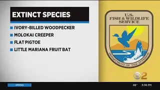U.S. Government Reports Extinction Of 23 Endangered Species