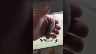 Fish CPR! They Aren't Actually DEAD 2! (Gulper Revival) 😱 #shorts
