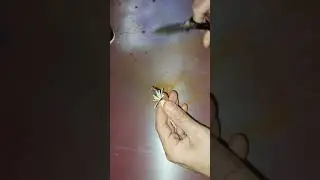 Jig Bass Fishing