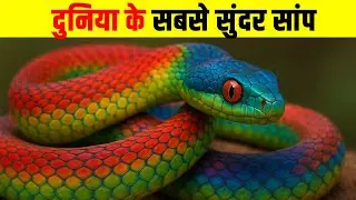 गारंटी से आपने ये सांप आज तक नहीं देखे होंगे| 5 Most Beautiful Snakes in the World|Colorful Snakes