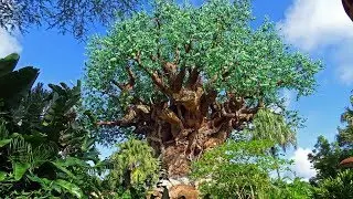 A Summer Day At Disney's Animal Kingdom