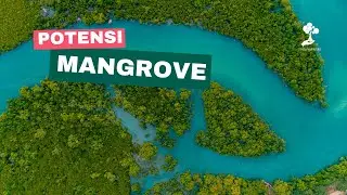 Potensi Besar Hutan Mangrove Indonesia untuk Simpanan Karbon Biru (Blue Carbon)