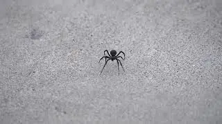 Stock Video - Black Widow Spider walking on sidewalk moving towards the camera