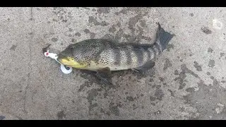 FISHING PEPPER PARK (NATIONAL CITY, CA)