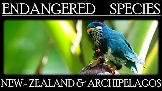 Endangered Species in New-Zealand and Pacific Archipelagos