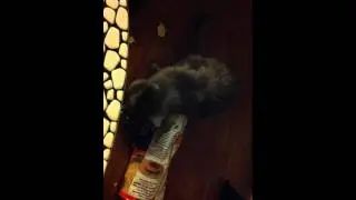 Cat stealing chips