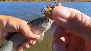 FISHING AND CHAT!!🎣🐟💪💯👍🔥🫡 #fishing #fishingvideo #fish 