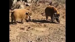 Red River Hogs (Potamochoerus porcus)